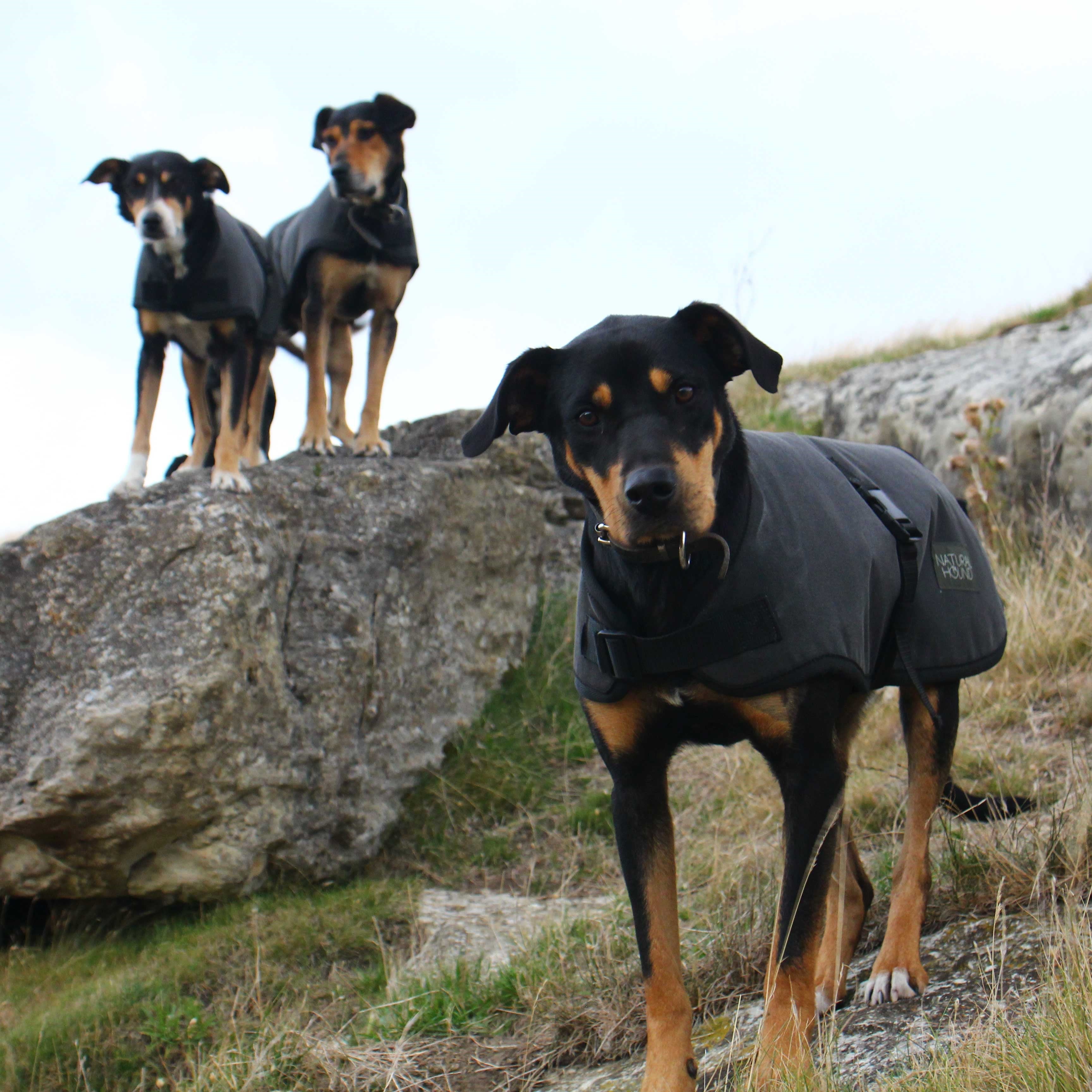 Waterproof dog deals jackets australia