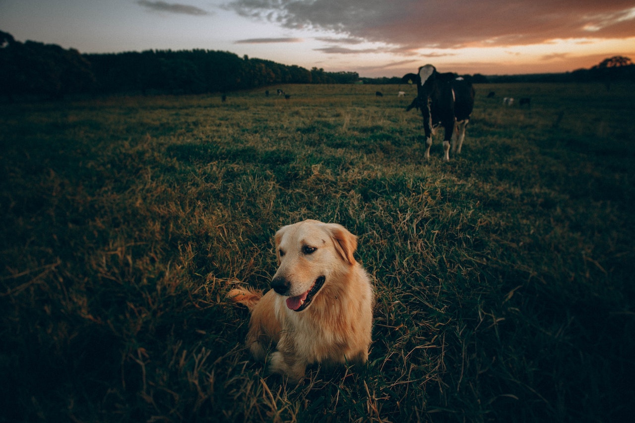 Are Dogs Nocturnal?