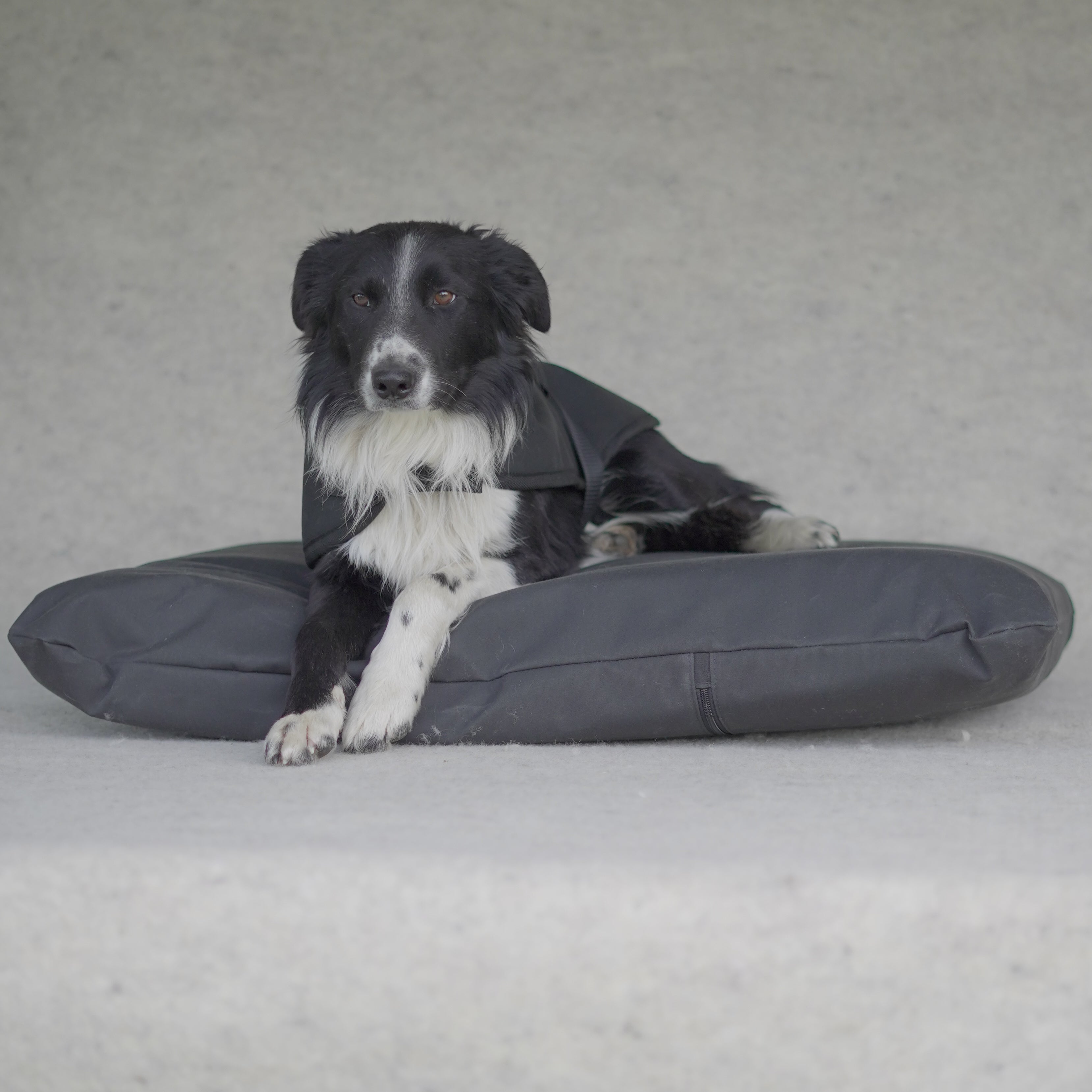 Canvas Kennel Dog Bed Natural Hound