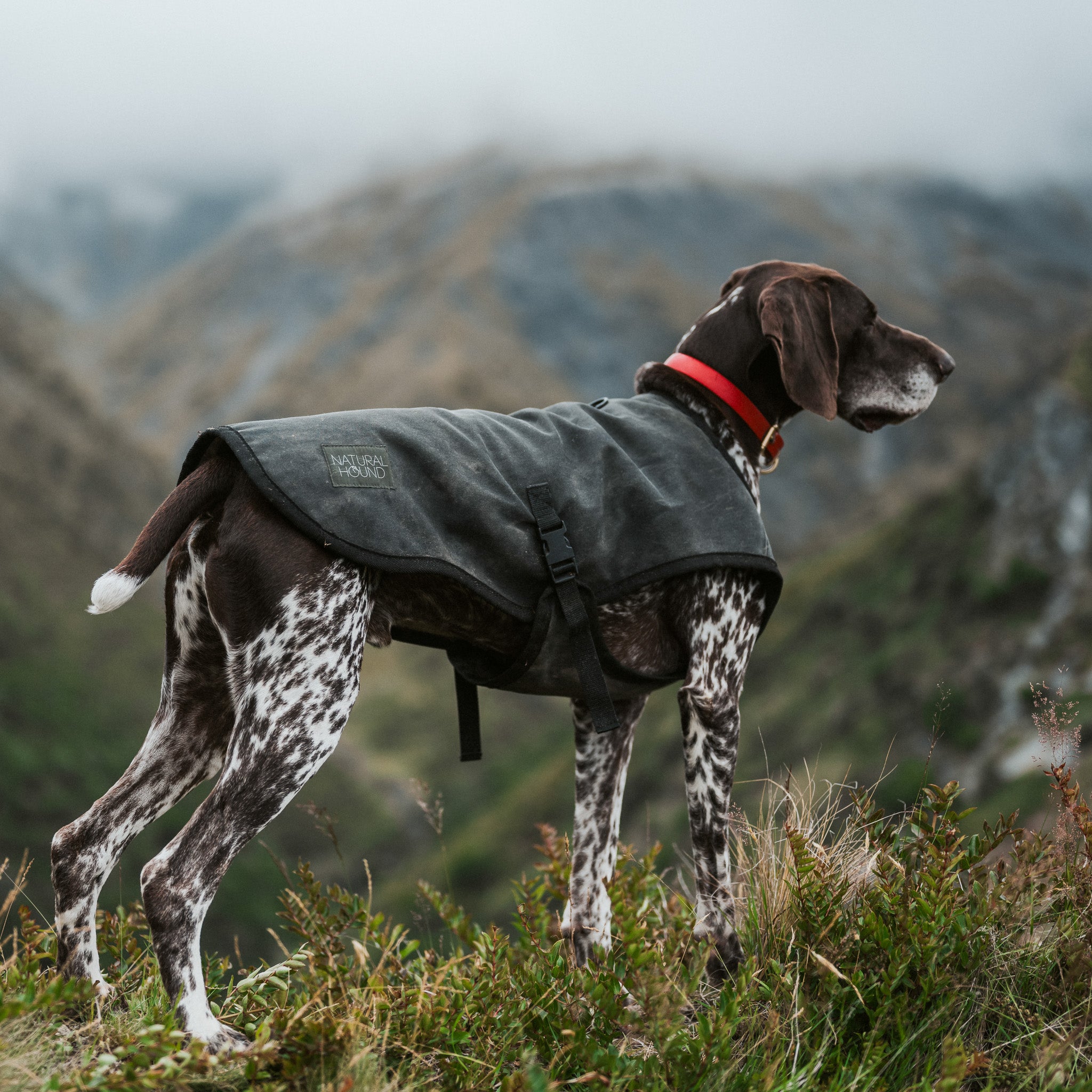 Venture Dog Coat